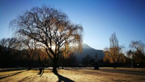 Still life photo by Tim Moolman